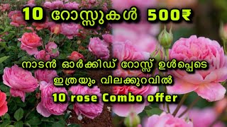 നാടൻ ഓർക്കിഡ് റോസ്സ് ഉൾപ്പെടെ 10 rose combo 500₹ #rose #rosenursery #garden #gardening #rosegarden