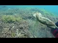 珊瑚に大産卵するアオリイカ！根掛かりした大量の釣りゴミを一掃！squid spawning on coral and pick up a lot of lures