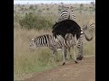 आखिर क्यों zebra और ostrich में इतनी गहरी दोस्ती होती है shorts