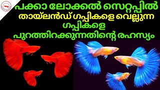 പക്കാ ലോക്കൽ സെറ്റപ്പിൽ തായ്‌ലൻഡ് ഗപ്പികളെ വെല്ലുന്ന ഗപ്പികളെ പുറത്തിറക്കുന്നതിന്റെ രഹസ്യം| Secret