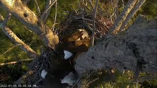 Captiva Eagle Cam - Clive followed to the nest with a  Fish/ Connie Claims the Fish - 2022.01.05