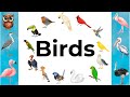 Birds Name | Birds names with picture and video | Name of Birds | Learn bird Species in English