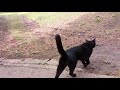 ここにもいた よく喋る黒猫