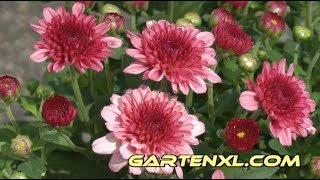 Chrysanthemen umtopfen: in Kübel / Topf auf Terrasse / Balkon anpflanzen