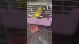 ②コザクラインコののりたまちゃんの様子