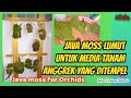 Java Moss Lumut Untuk Media Tanam Anggrek yang Ditempel