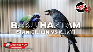 🔴 MASTERAN ISIAN CILILIN vs KUNTI❗️Tembakan Cucak Cungkok Gacor \u0026 Srigunting Abu Abu Gacor