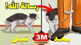 لا يعقل!! لقد تم اكتشاف السر العظيم الذي أخفاه الله في القطط...