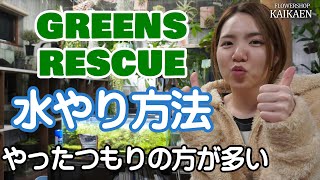 観葉植物　枯らさないプロジェクト　GREENS RESCUE　水やり方法　枯らす方が多い【おうちでガーデニング】開花園チャンネル