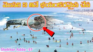 మొసలిని తినే భయంకరమైన చేప || TOP 15 TELUGU FACTS || SHEKHAR ADDA || EPISODE-57