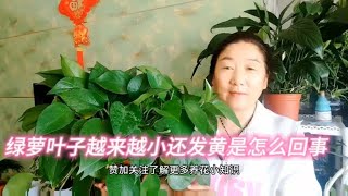 绿萝叶子越来越小还发黄是怎么回事？看完终于明白了