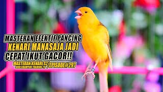 Download Lagu 297 Masteran Suara Burung Kenari Gacor Panjang cui... MP3 Gratis