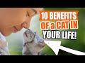 10 BENEFITS of having A CAT 🐱✔!Adopt A Kitten As Soon As Possible!