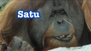 Orang-Utans Satu is in focused💛💚 夢中のサチュ　オランウータン男子🦧💙