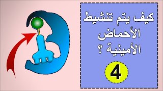 الدرس 4 : تنشيط الأحماض الأمنية [ وحدة تركيب البروتين ] .