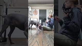 Pippa Muzzle Training Session 1