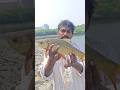 Big rohu fish catching viral video shorts ##shortsviral 🐟🐟