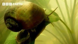 An Ecosystem On A Knife Edge | How Nature Works | BBC Earth Science