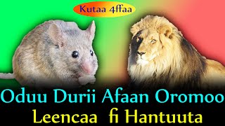 Oduu Durii Afaan Oromoo | Leencaa  fi Hantuuta | Urjii Creativity