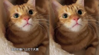 你怕不怕？#阿福是只橘猫