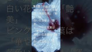 9月22日誕生花はハイビスカス花言葉は「繊細な美」「新しい恋」。白いハイビスカスの花言葉は「艶美」。ピンクは「華やか」黄色は「輝き #占い #美容室 #美容師 #金沢文庫 #一緒 #希望 #鎌倉