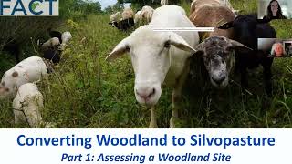 Woodland Conversion to Silvopasture Part 1: Assessing a Woods for Silvopasture