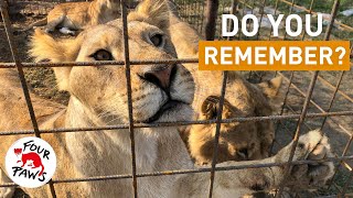 Moving Five Rescued Lions to LIONSROCK Big Cat Sanctuary | TEASER 🦁🏡