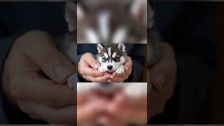 Little husky #dog#doglover#husky#animals#shortvideo#explore#trending#foryoupage#fypシ゚#yt