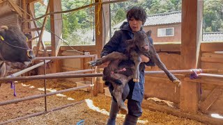 尿道が開ききって生まれた子牛の現状と今後について【尿道下裂】