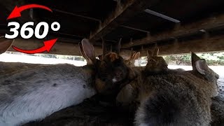 【360度動画】うさぎ島(大久野島)のうさぎ 🐰Part14