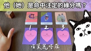 💜💛跟心裡想的人，是命中注定的緣分嗎？【字幕】  🔮 #喵黛麗塔羅