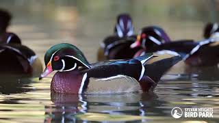 Wood Ducks