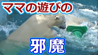 【シロクマの1分動画＃113】ママの遊びの邪魔をするホウちゃん💗【天王寺動物園】