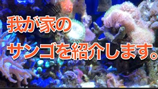 我が家のサンゴとイソギンチャクを紹介します。【海水魚水槽】