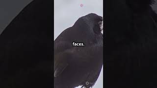 Crows  The Genius Birds Among Us! #animalshorts #animalfacts #animals