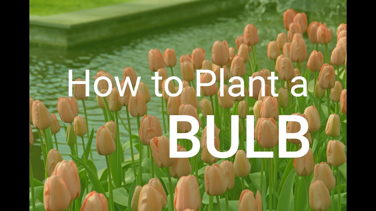 How To Plant A Bulb - YouTube