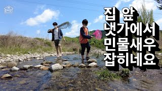 EP 42. | 집 앞 냇가에서 민물새우가 잡히네요 | 작은연못에서 민물새우 키우기 | 귀촌