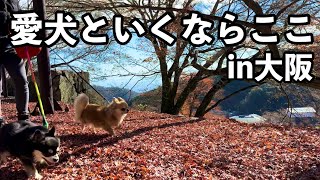 【犬とお出かけ】ワンコに優しい街！大阪・箕面が熱かった‼︎愛犬チワワと観光・お買い物に行ってきた