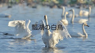 【新潟県】瓢湖の白鳥