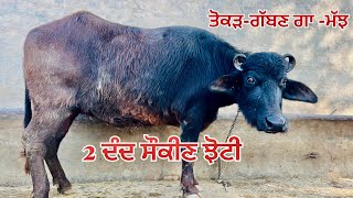 1 ਤੋਕੜ-ਗੱਬਣ ਝੋਟੀ-1 ਤੋਕੜ-ਗੱਬਣ ਗਾ-2 ਦੰਦ ਝੋਟੀ-3 animal for sale (7-2-2025)