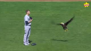 Remember when a bald eagle tried to land on Seattle Mariners pitcher James Paxton?