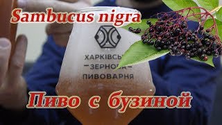 Sambucus nigra. Пиво с бузиной.