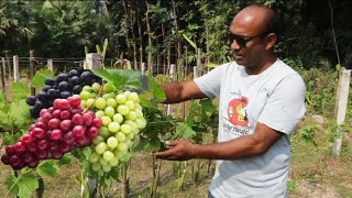 বাংলাদেশে বাণিজ্যিকভাবে চাষ হচ্ছে মিষ্টি আঙ্গুর॥ প্রথমবার চাষ করেই বাজিমাত॥ #আঙ্গুর#বাংলাদেশে#যশোর