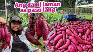 Harvest today: Sweet Potato | kamote ang dami