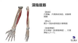 深指屈筋の触診のコツ［筋の触診］