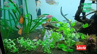 Planted aquarium / പഴയ ചെടികൾ മാറ്റി പുതിയവ വച്ചു പിടിപ്പിച്ചു