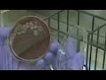 CDC lab tech is being monitored for the Ebola virus