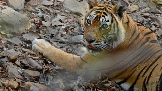 Machli - The Legendary Tigress of Ranthambhore