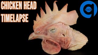 Chicken Head Time Lapse - Rotting Time Lapse