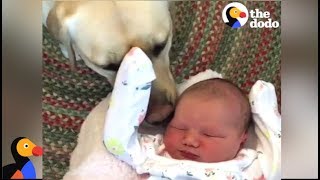 Dogs Meet Babies For The First Time | The Dodo